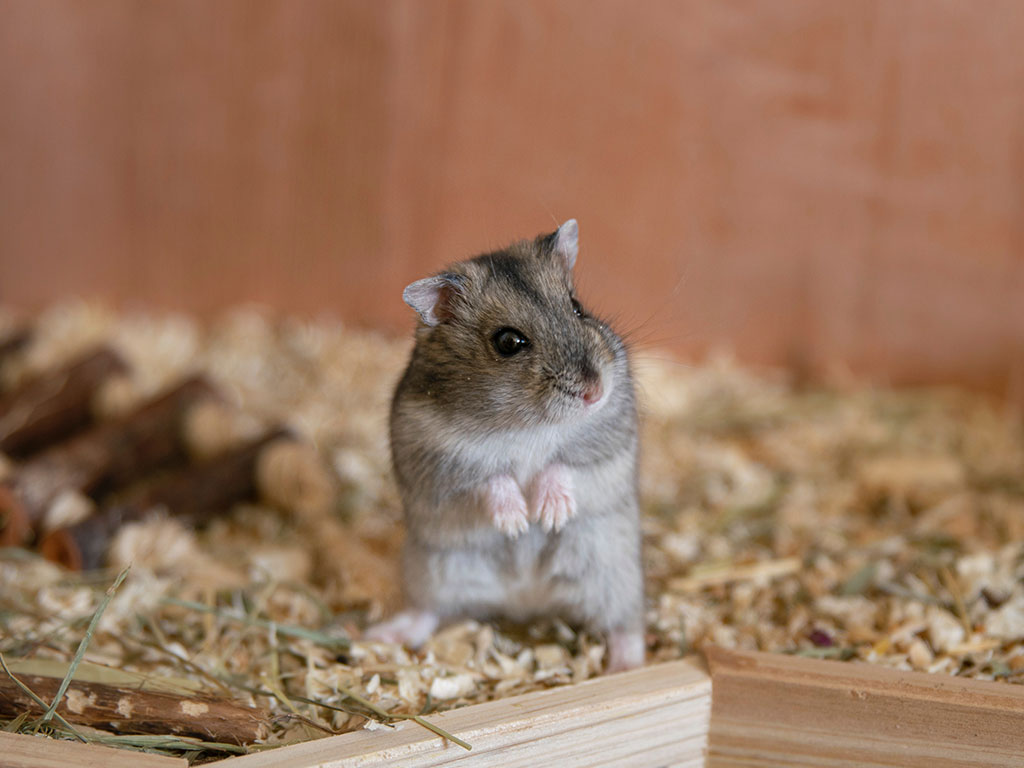 HamsterNeu