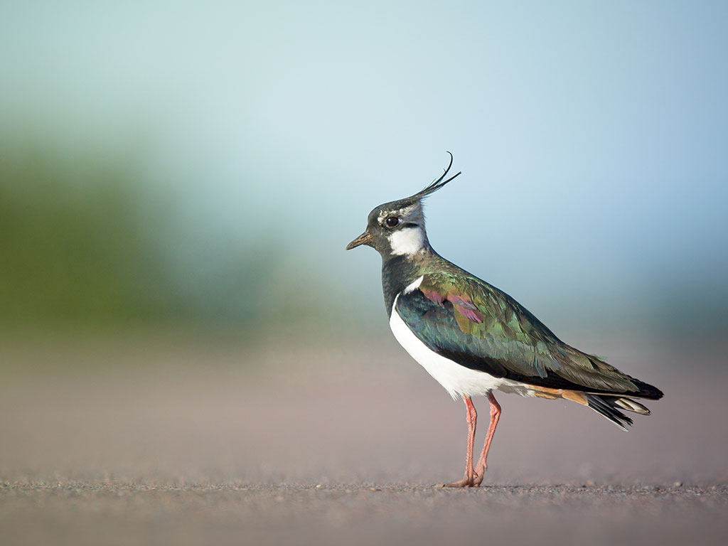 Aktion Vogel des Jahres 2024 - Kiebitz