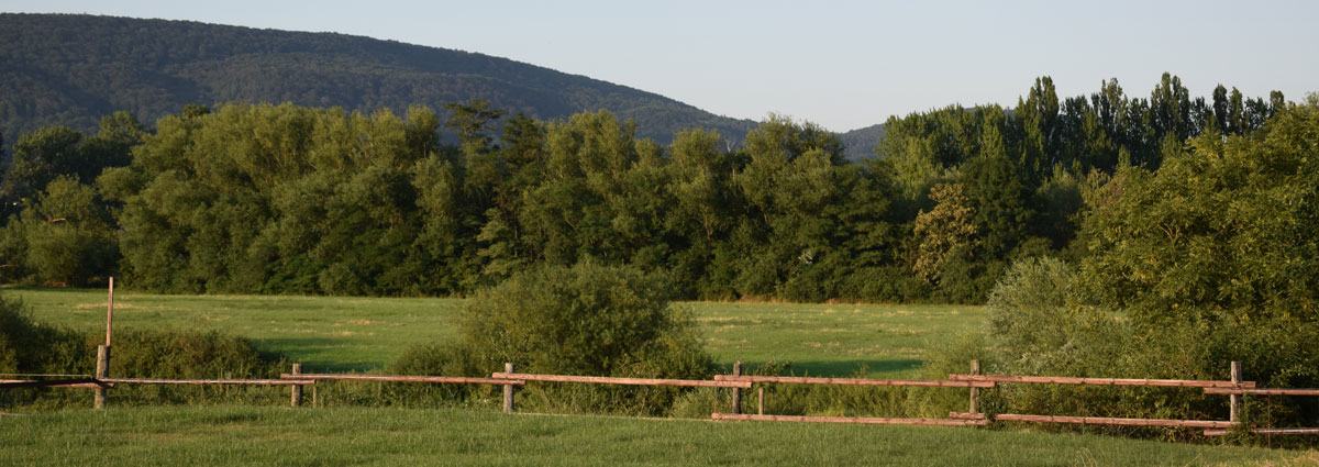 Gestuet_1200x425