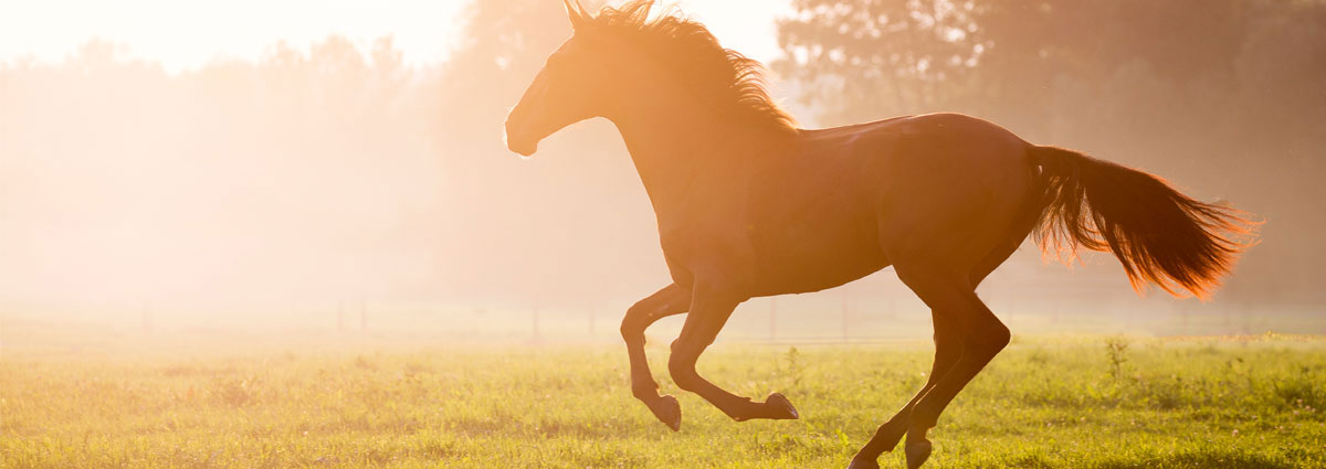 Pferdefutter_Banner_1200x425