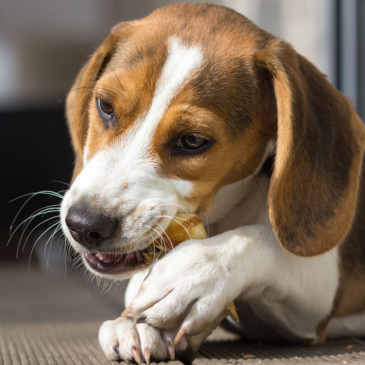 CARNEBELLO__HUNDE_KAUSNACK_OCHSEN_ZIEMERABSCHNITTE_MOOD_0003 CARNEBELLO_ HUNDE_KAUSNACK_OCHSEN_ZIEMERABSCHNITTE_MOOD