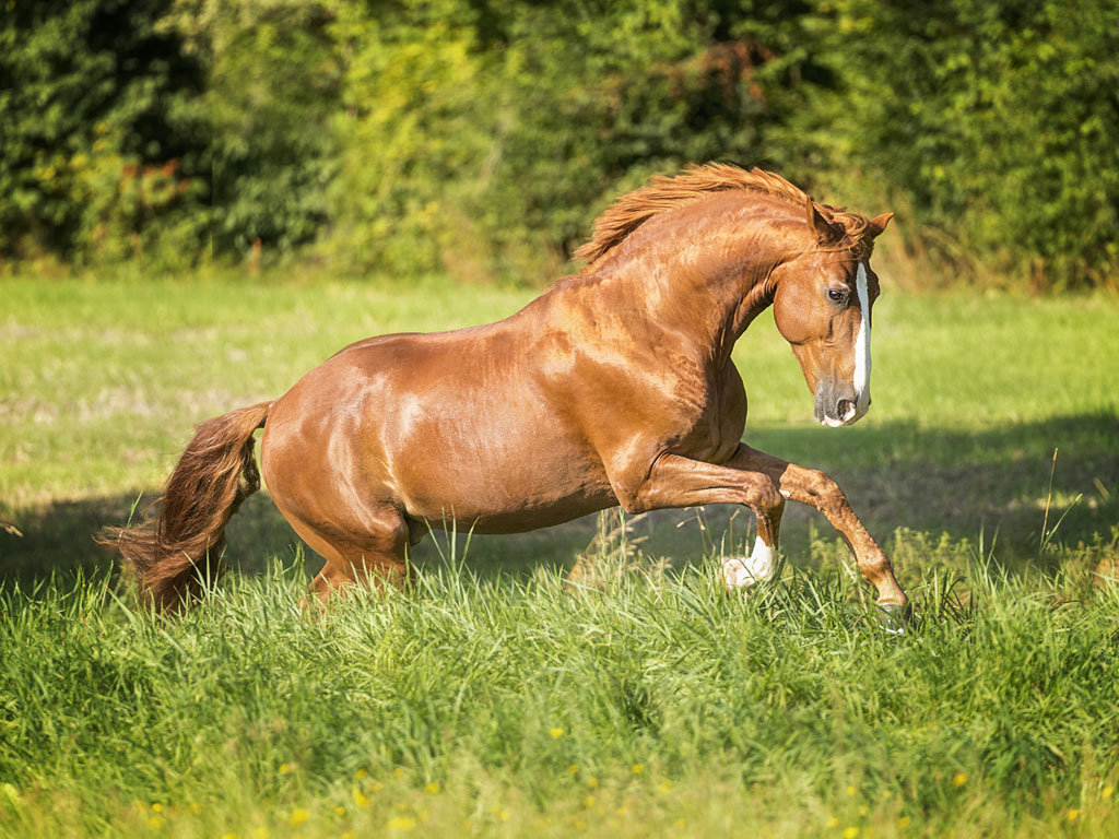 lusitano_egypsio9210