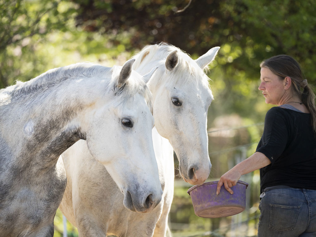 lipizzaner42021
