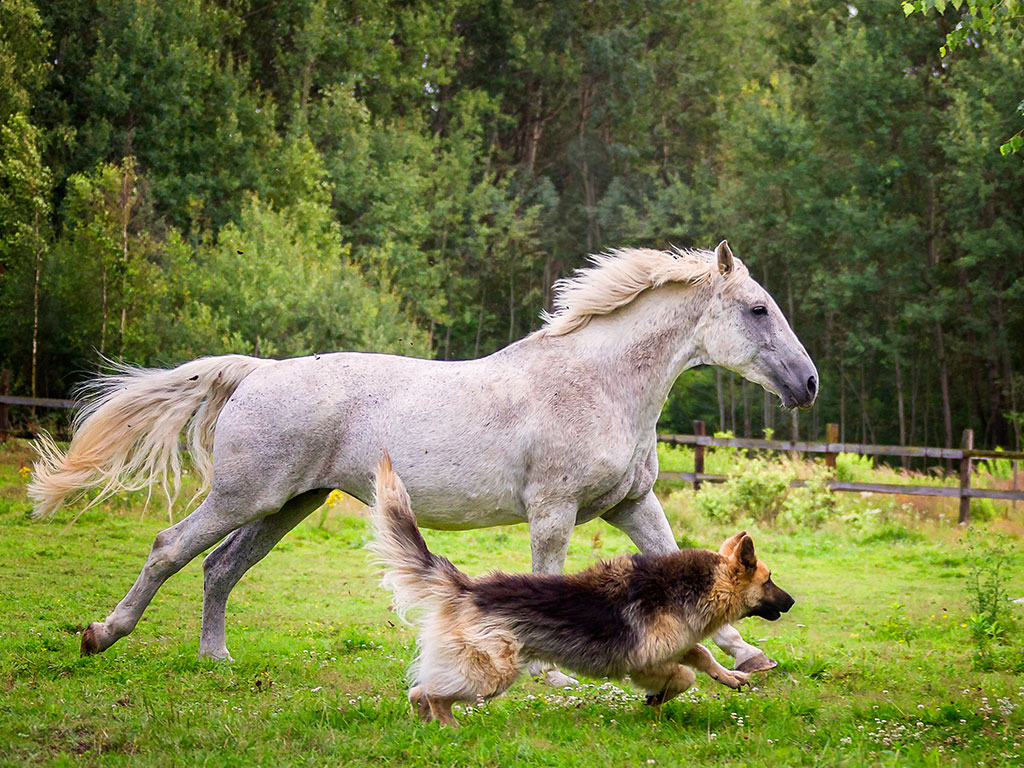 Aktion: Gelenkprobleme bei Hund und Pferd 20%