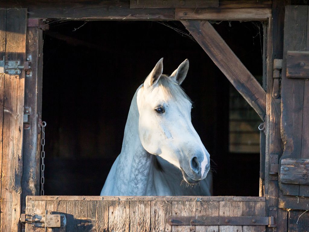 Pferd-im-Stall