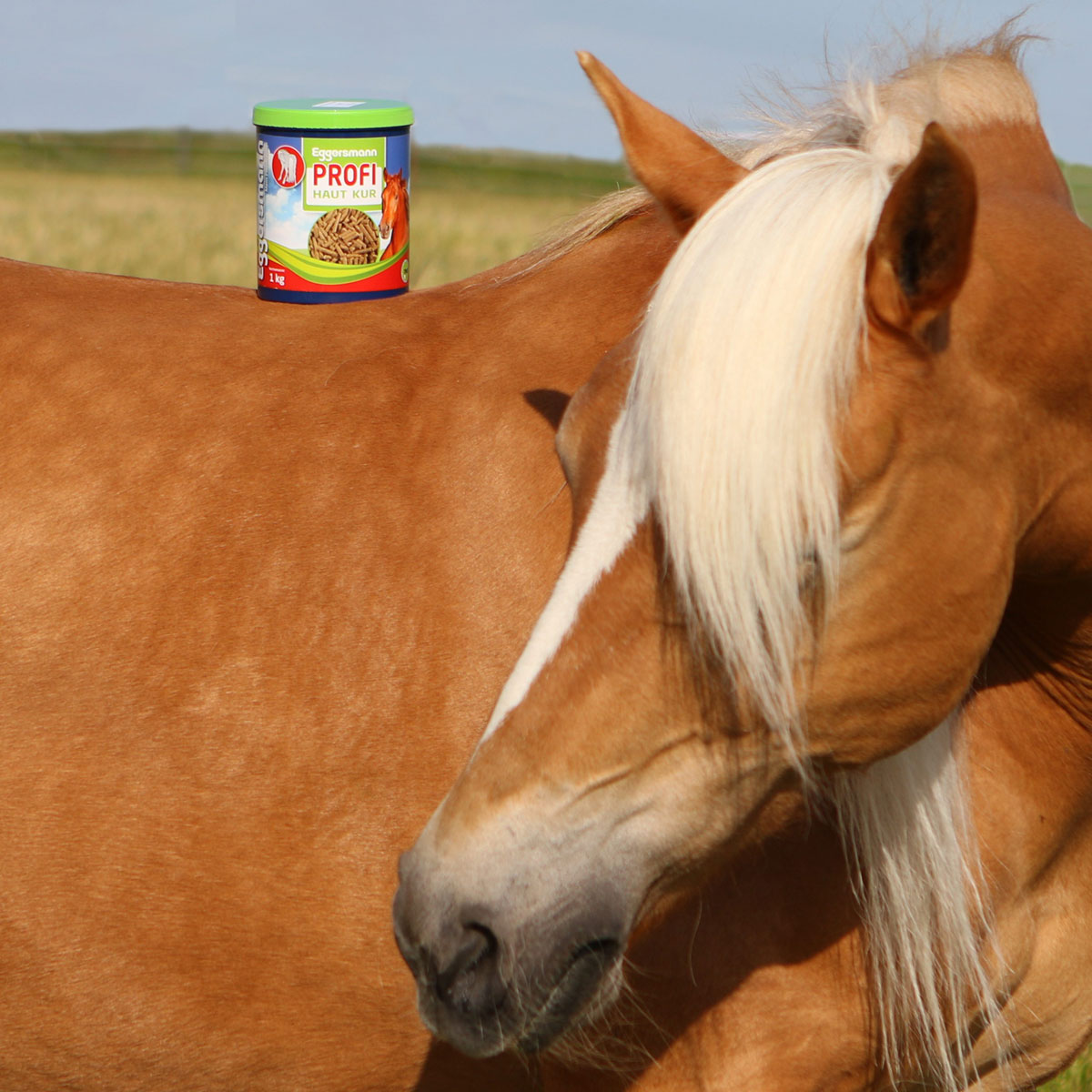 PFERDEFUTTER_PROFI_HAUT_KUR