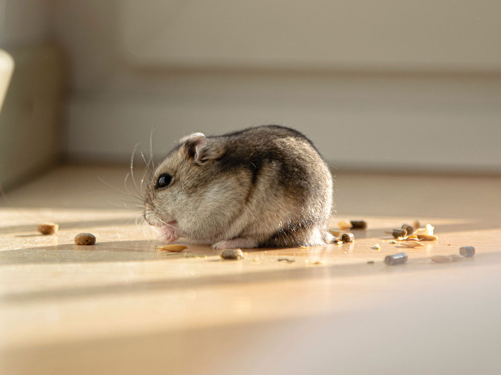 Hamsterfutter2