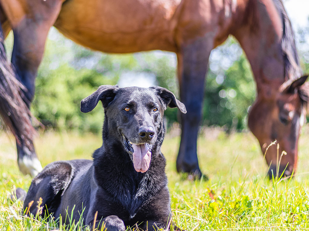 Aktion: Gelenkprobleme bei Hund und Pferd 20%