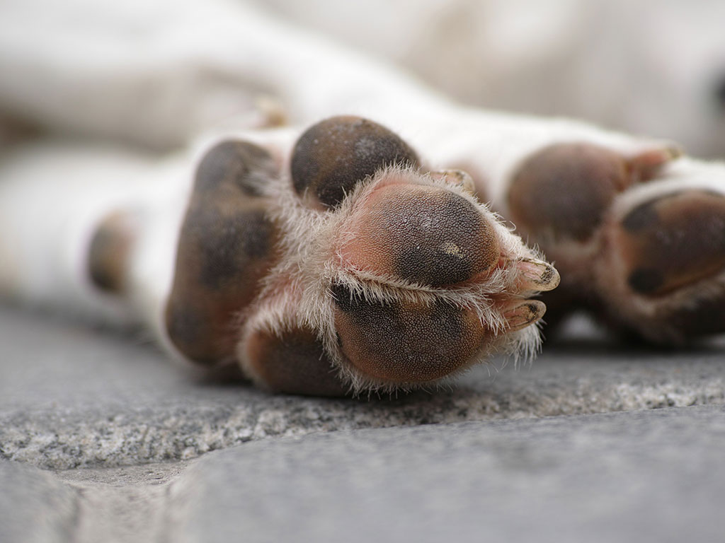 Hund-Krallen