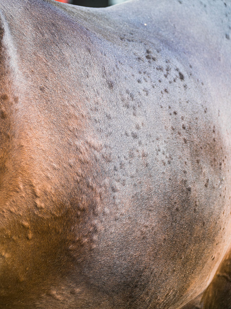 allergie82116