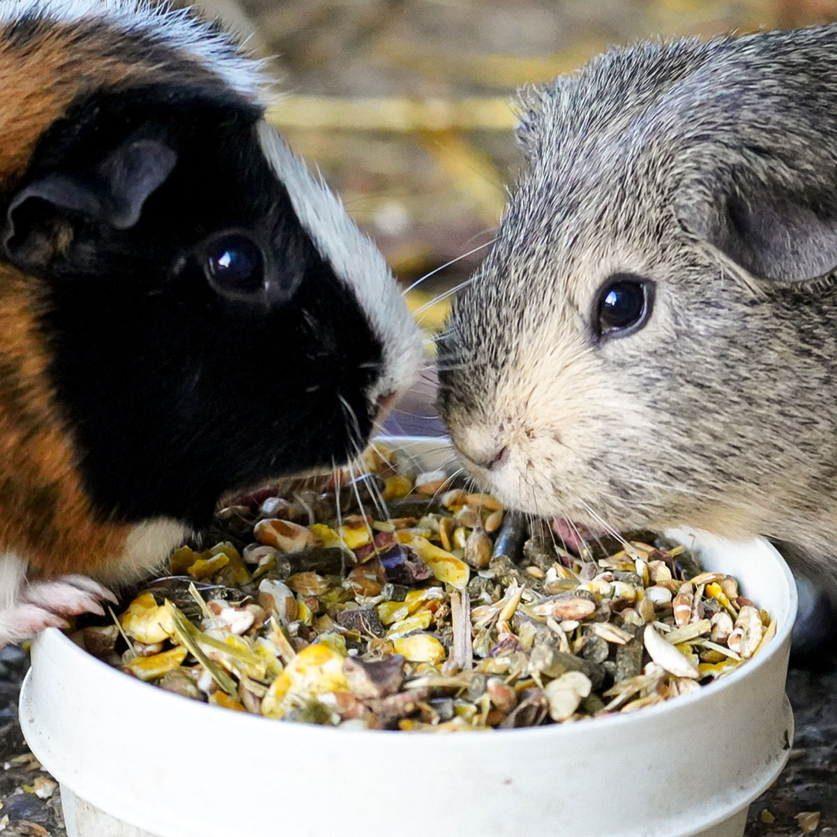 MEERSCHWEINCHENFUTTER